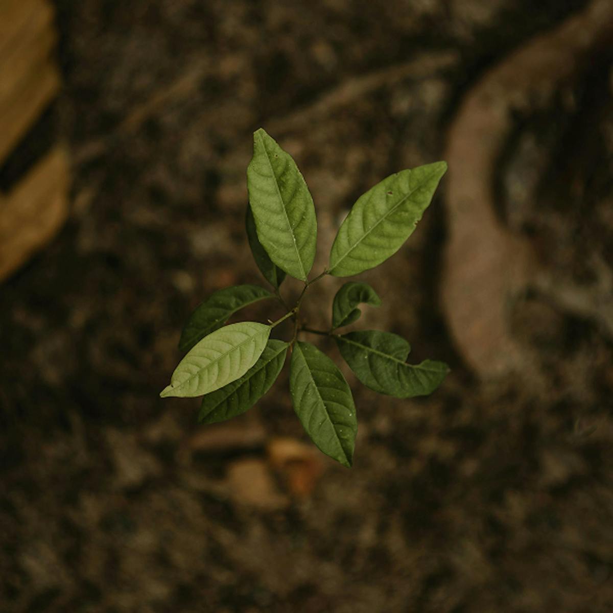 Close up of new plant.