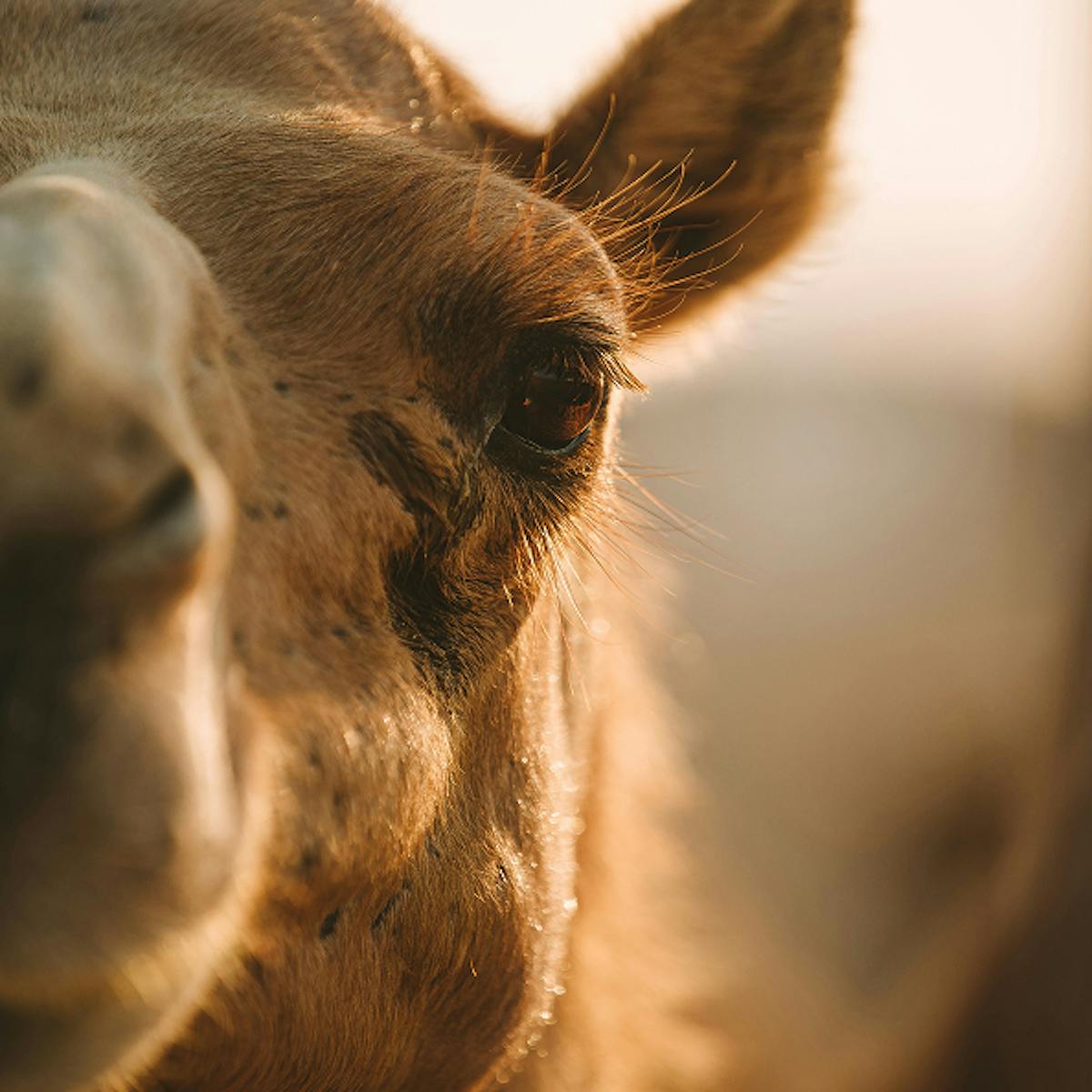 Close up of Camel.