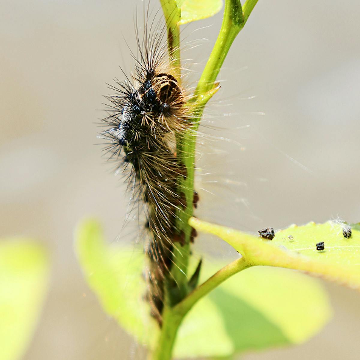 Close up of an invasive species - a caterpillar on a stem.