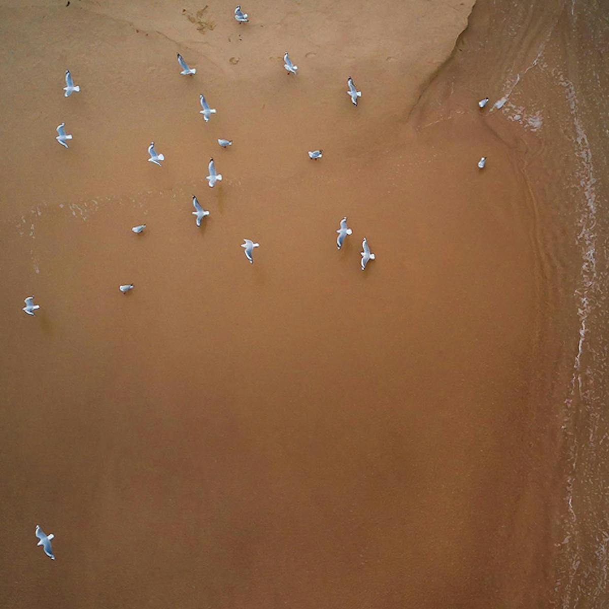 Aerial view of birds on sand.