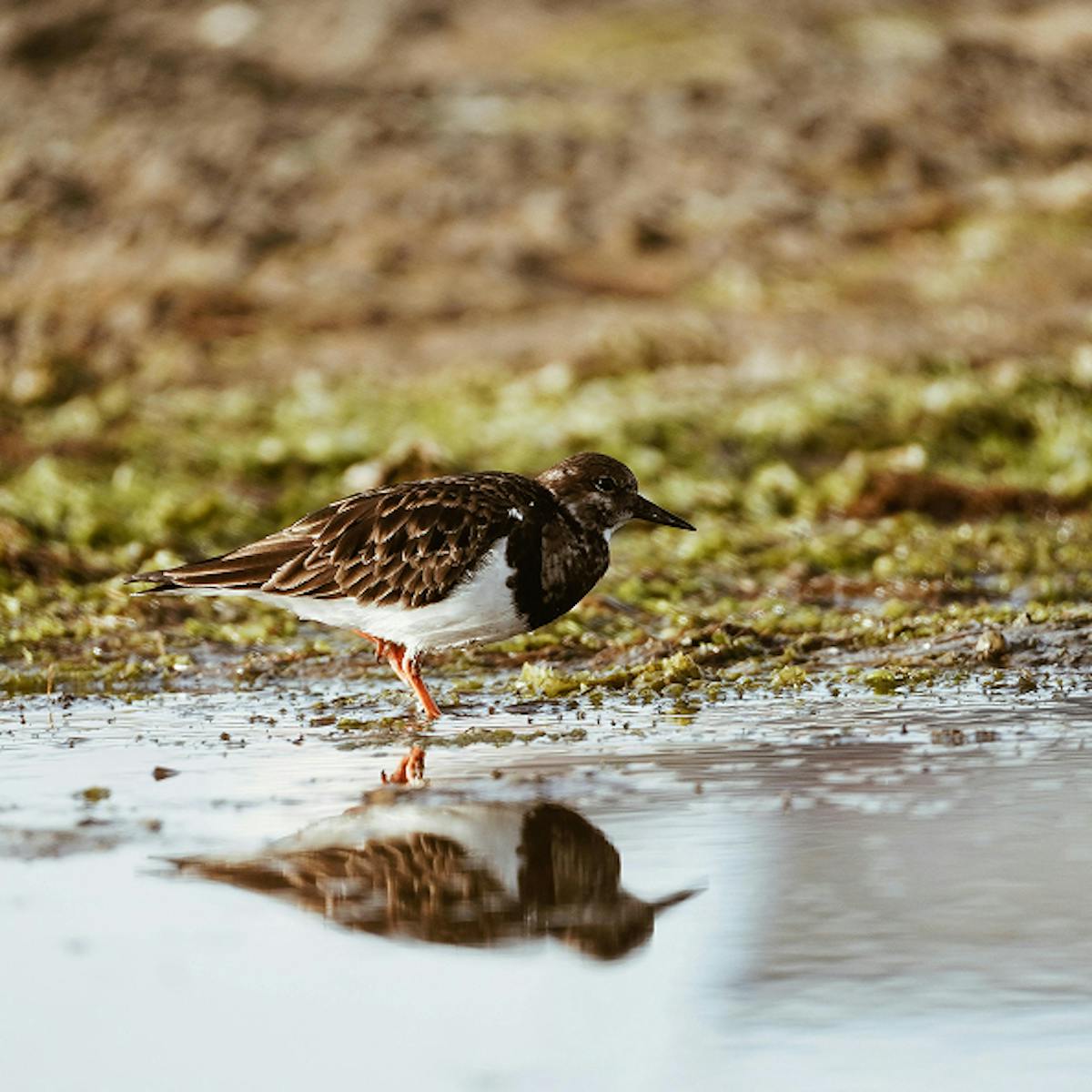 Bird in salt marsh.