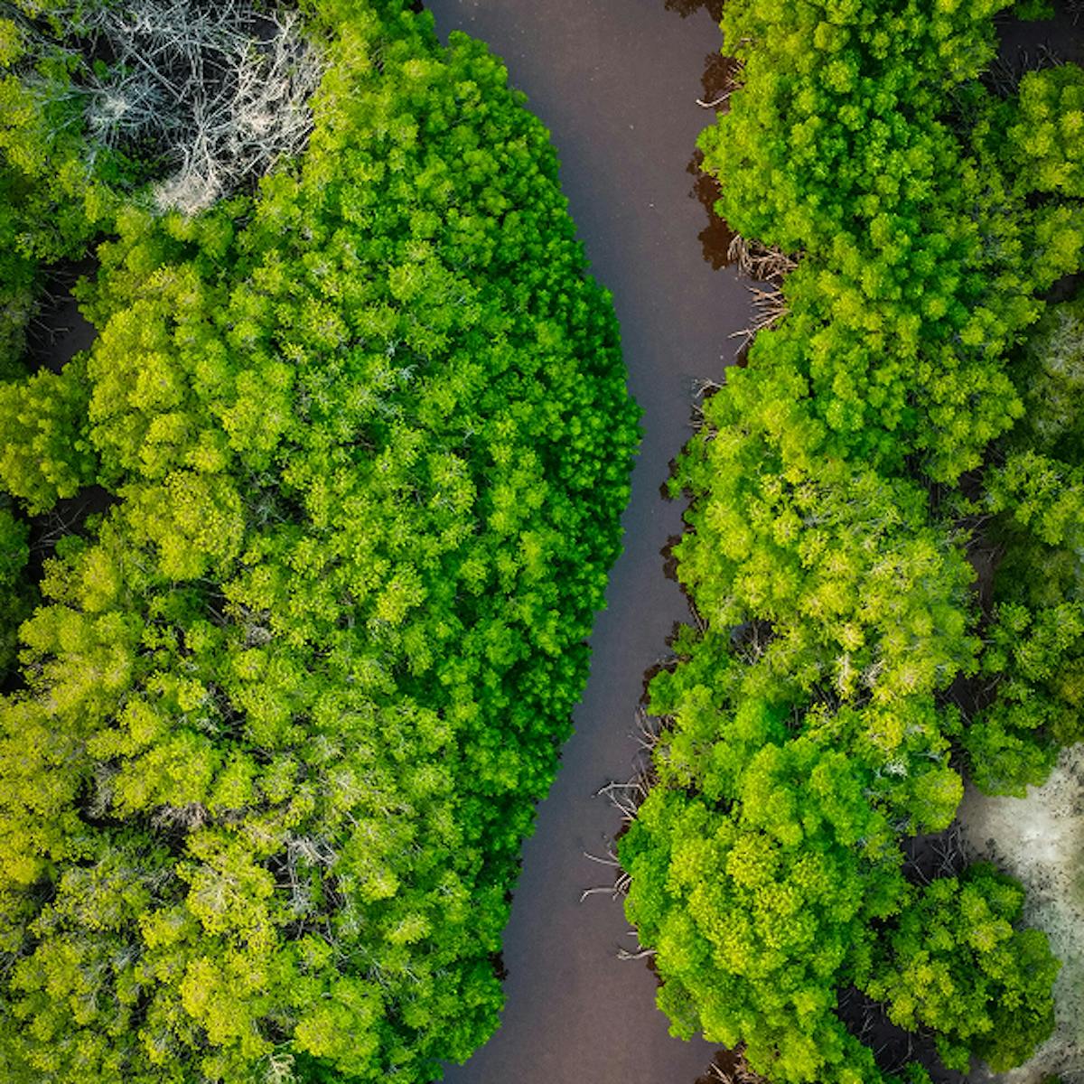 Aerial view of mangroves