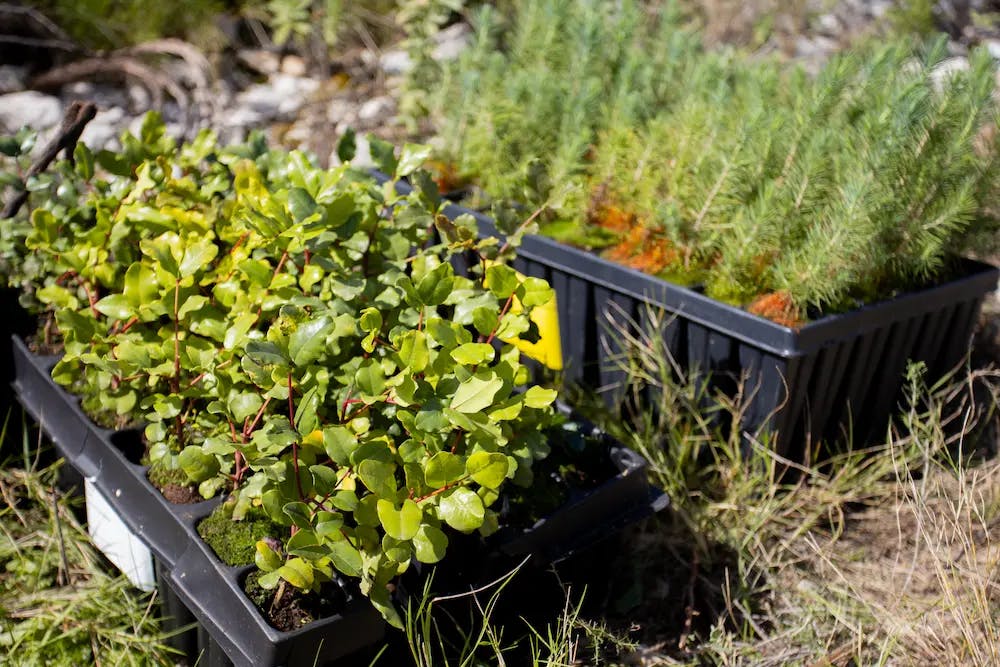 Trees to be planted