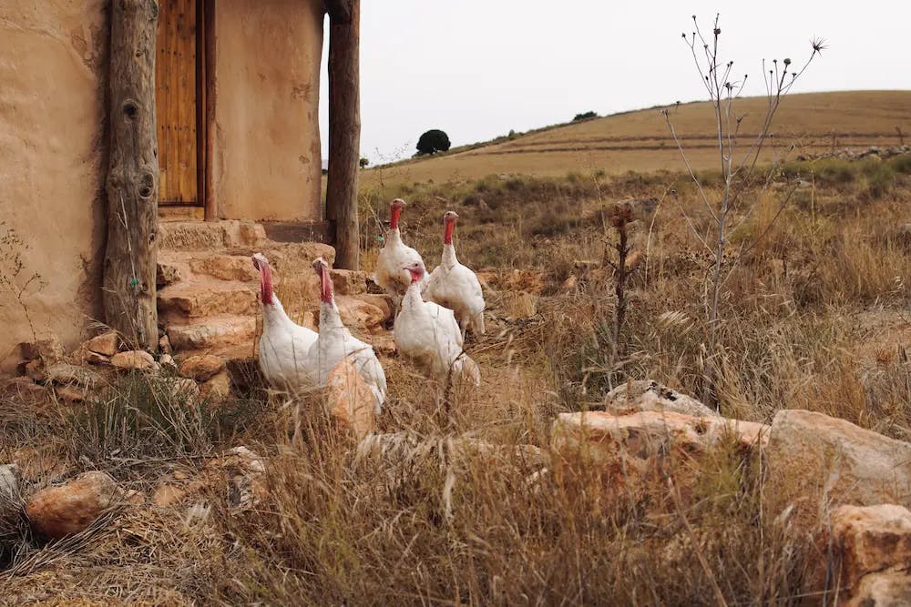 Animals in Altiplano