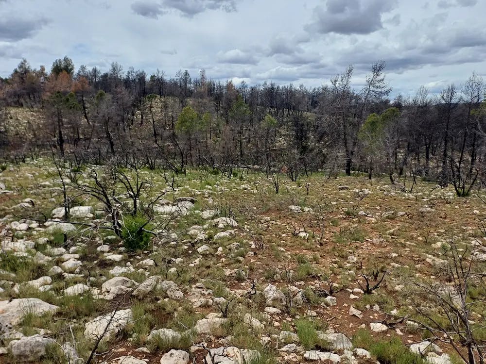 Alto Mijares burned forest