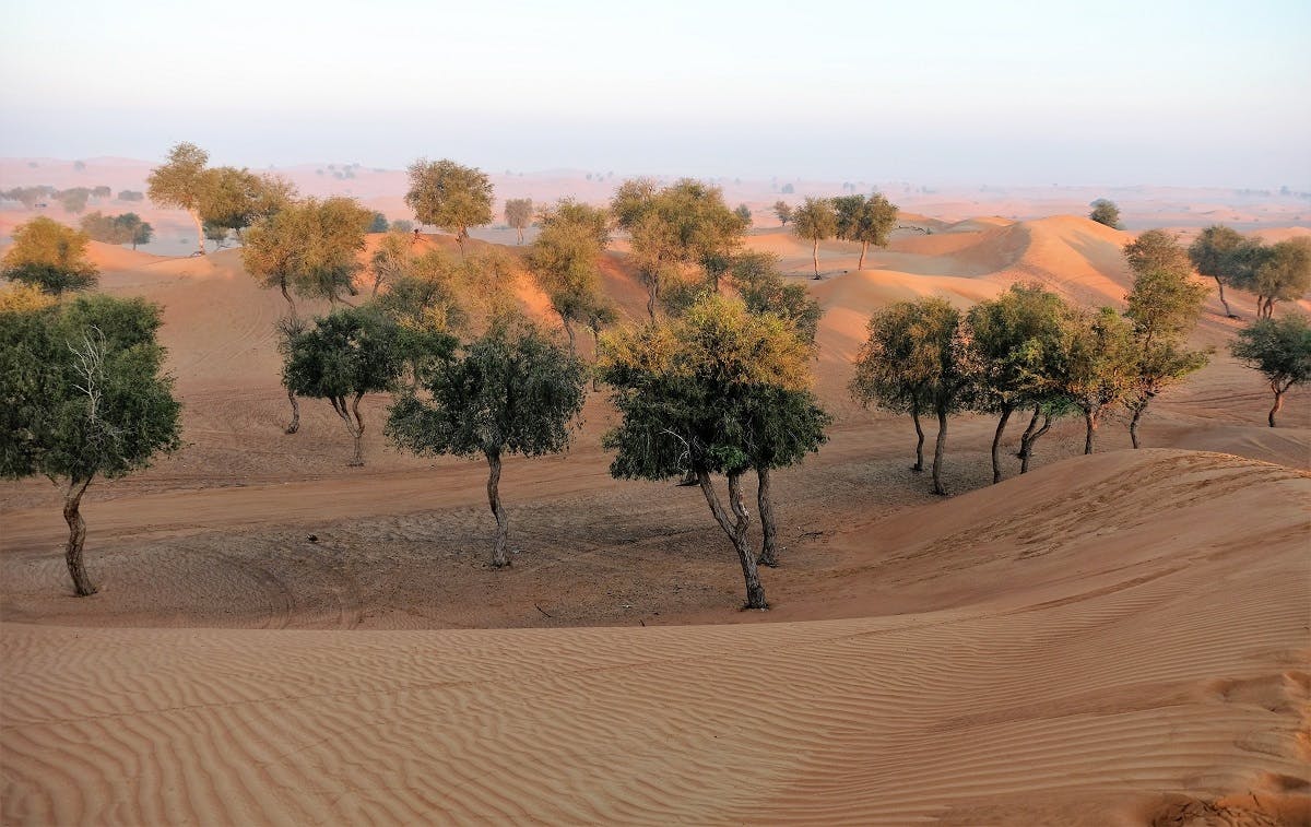 Sahel Desert Senegal