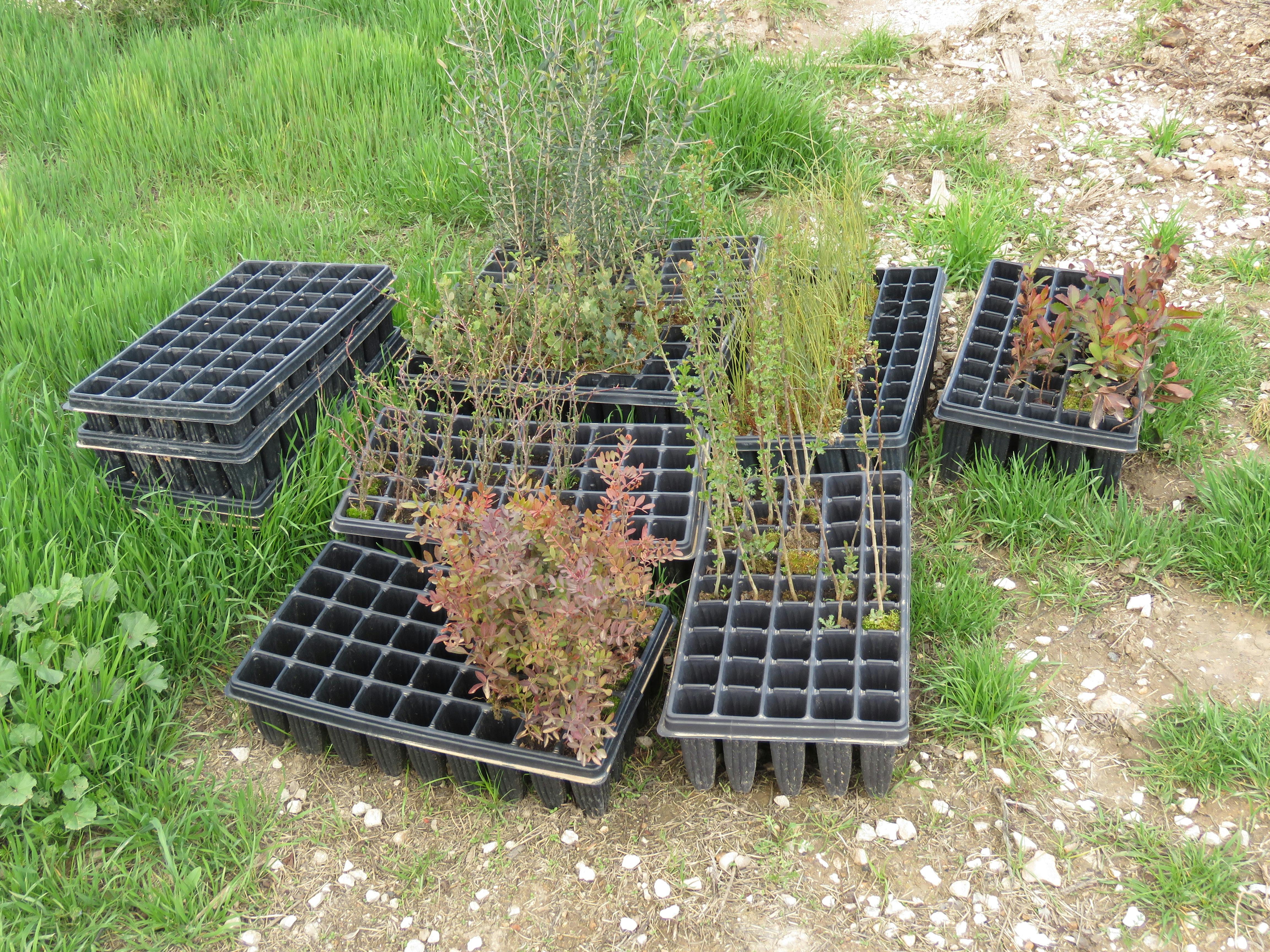 Trees to be planted