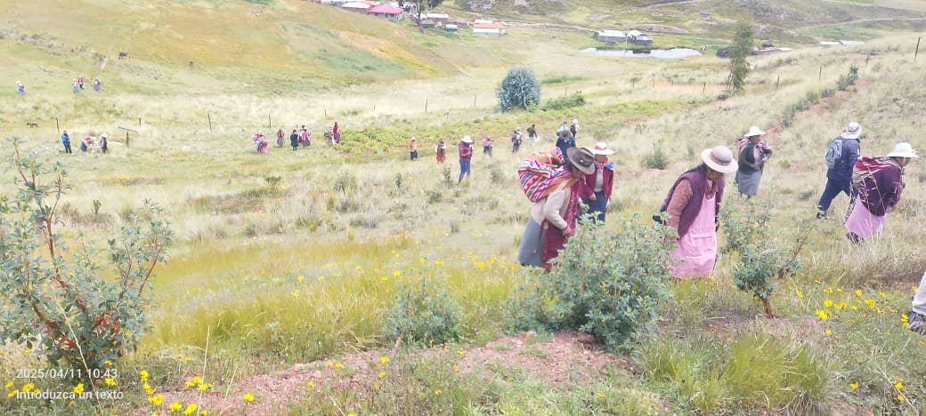 Curayllo village joint activity in the fields Peru Puno