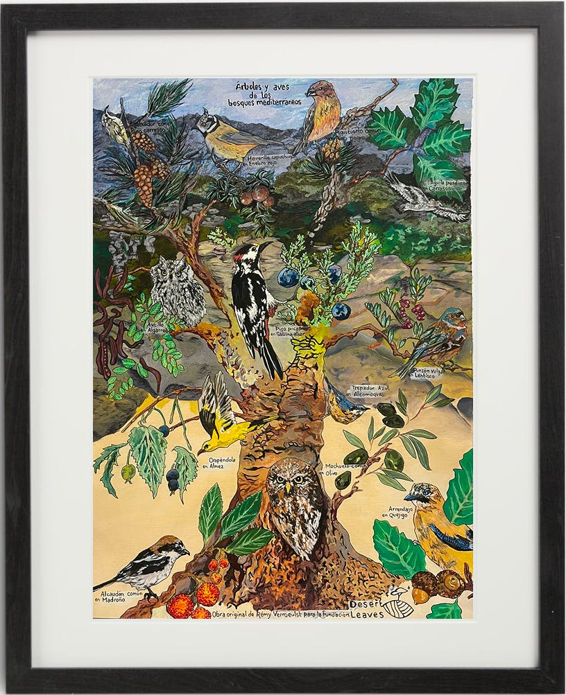 Trees and birds of Mediterranean forests