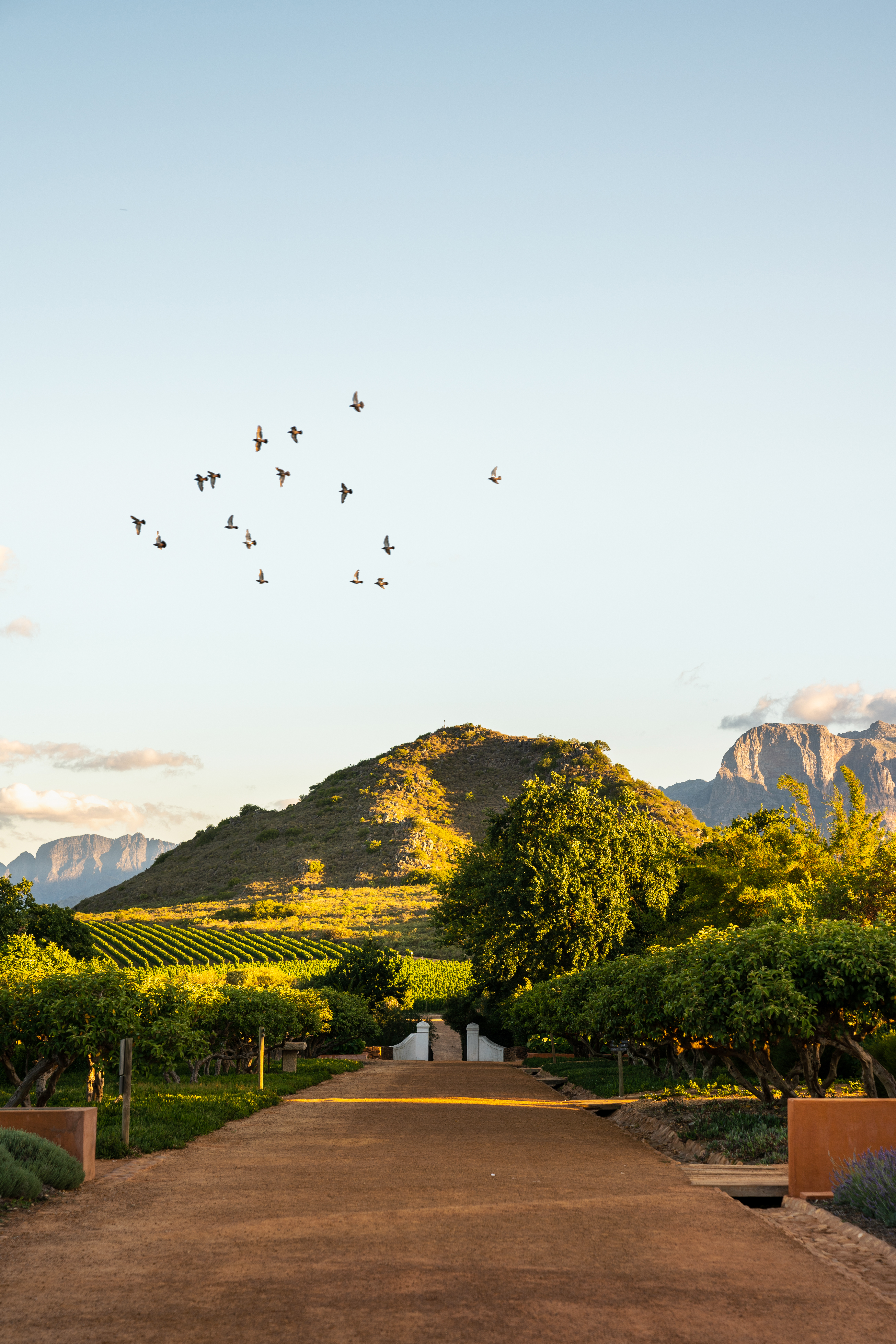 Cape Town with Southern Guild’s Trevyn McGowan | Design District