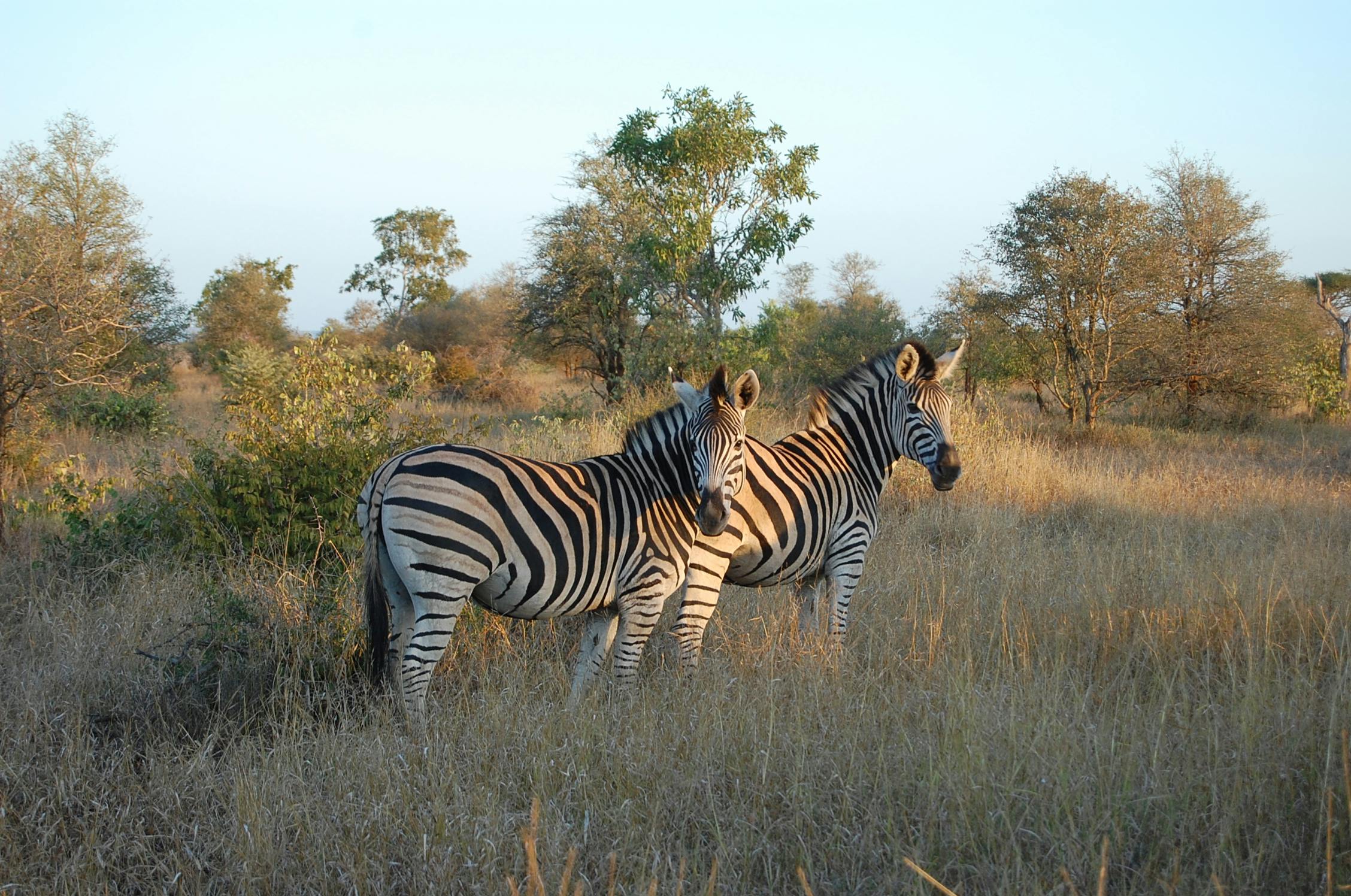 Photo Parc national Kruger - Afrique du Sud