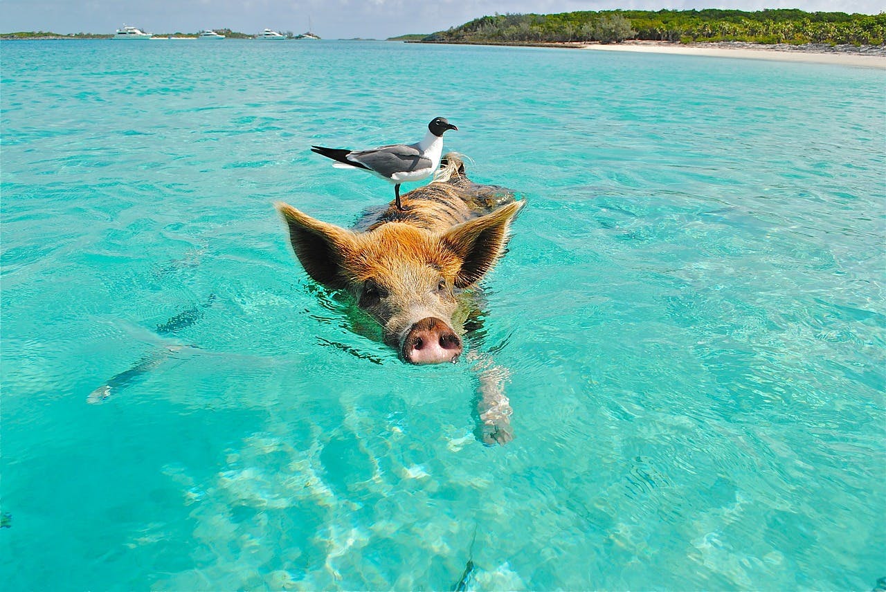 Photo No Name Cay - Bahamas