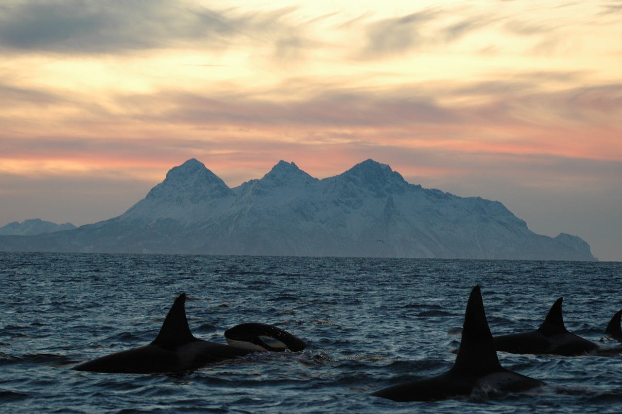 Photo Les îles Lofoten - Norvège