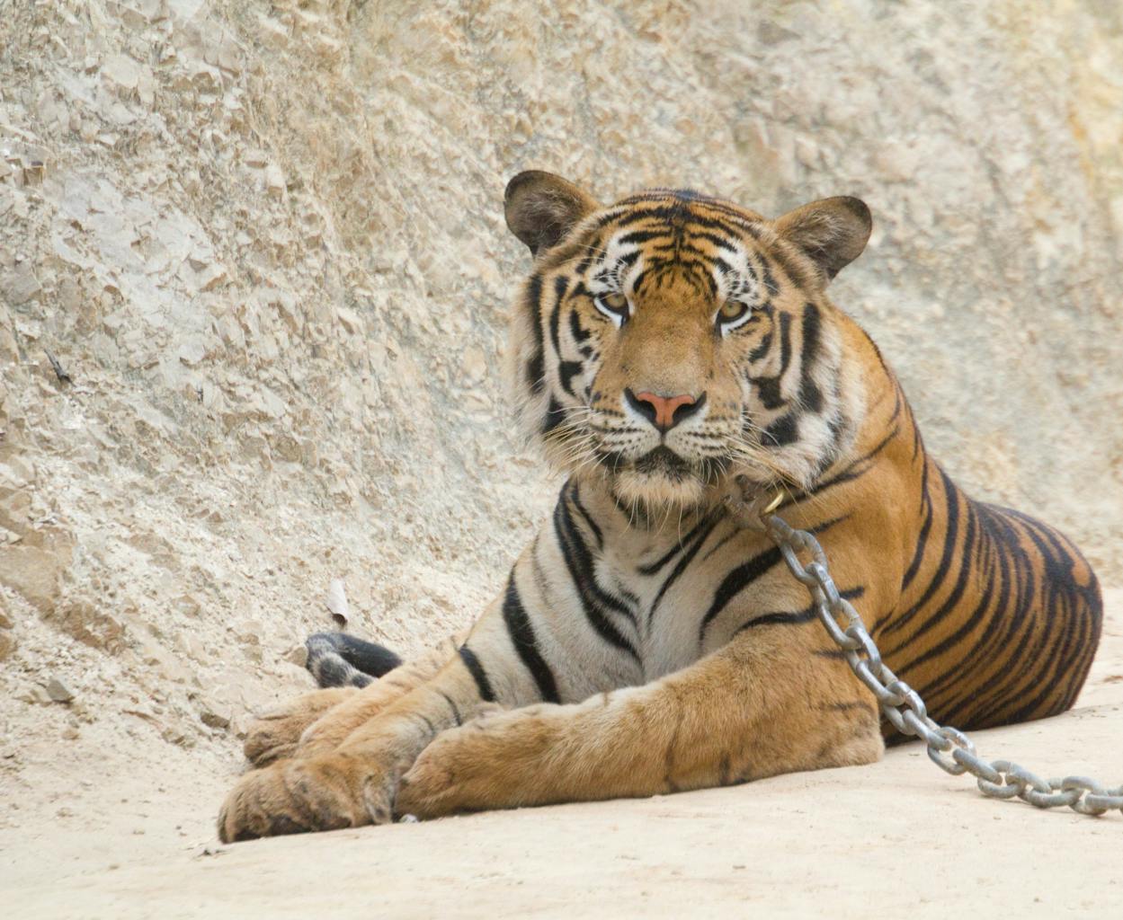 Photo Tiger temple - Thaïlande