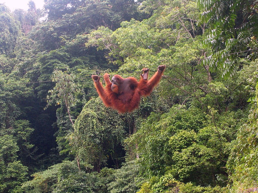 Photo Bukit Lawang - Indonésie