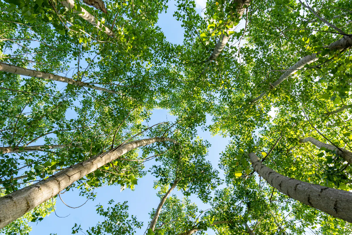 Tree tops from base of tree trunk