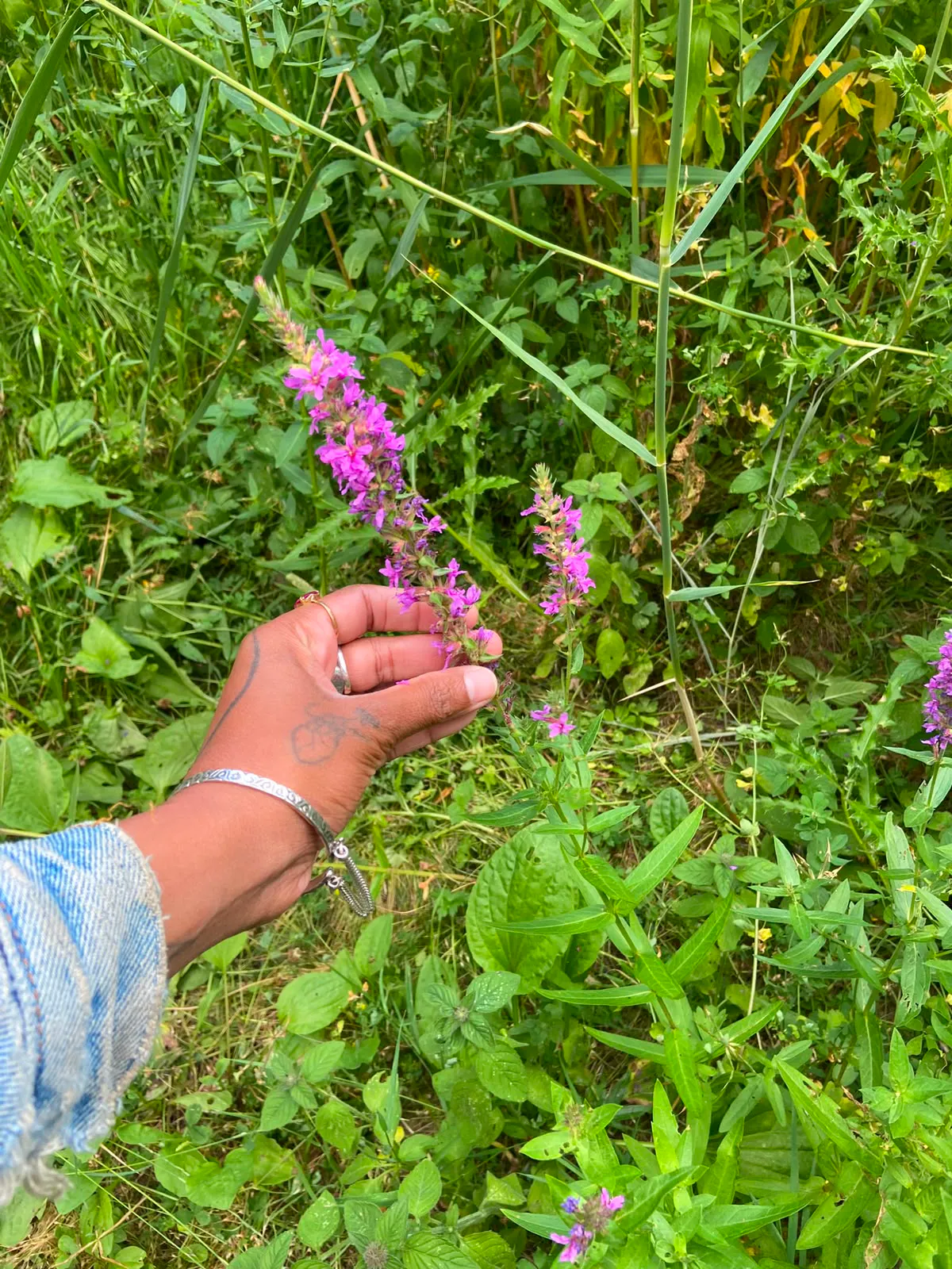 Rah Naqvi foraging Fireweed, June 2026