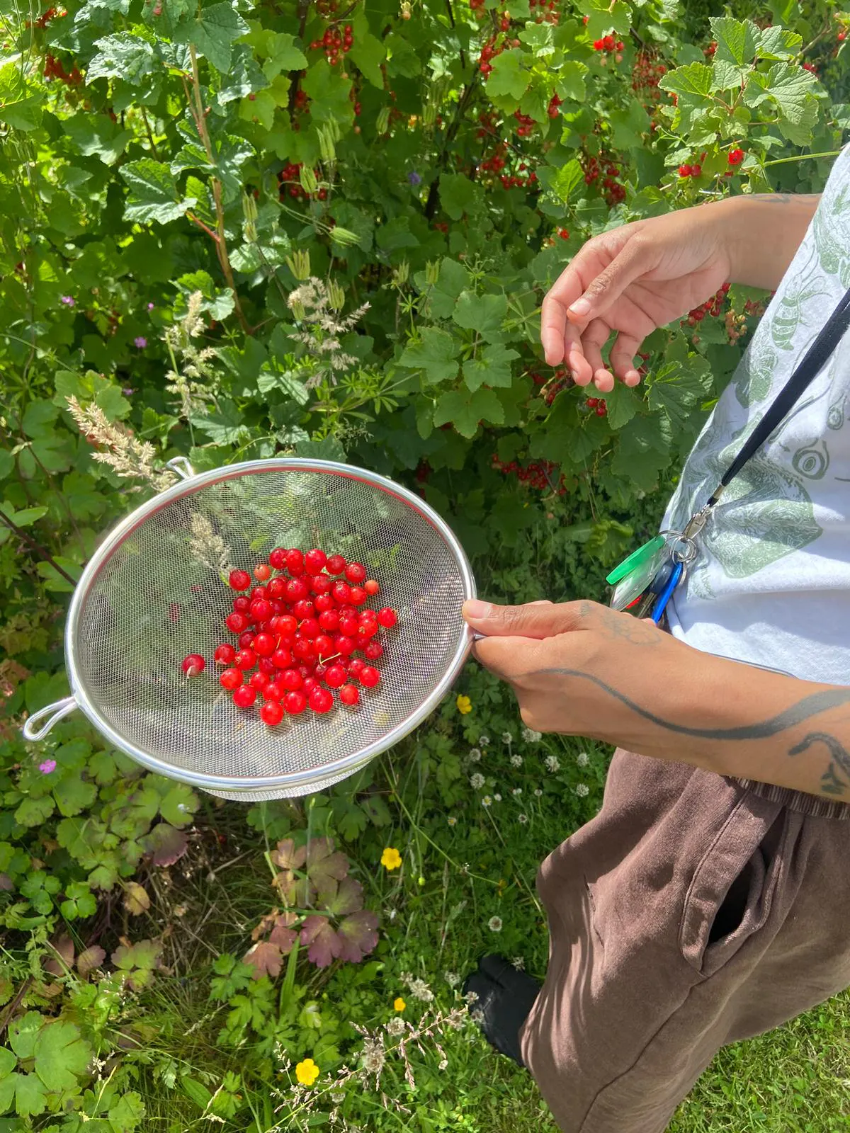 Red currants in the Brander Garden