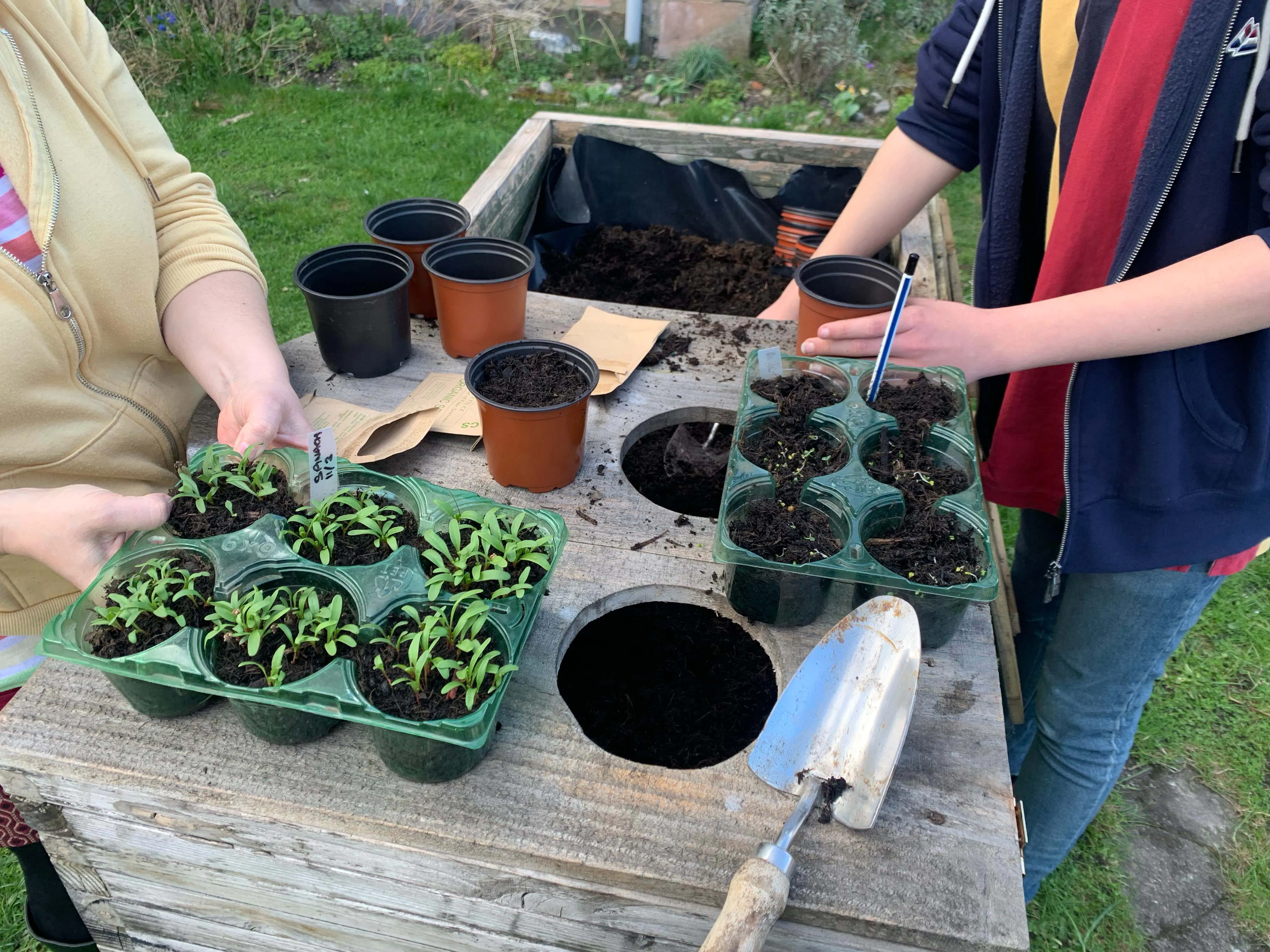 Pricking out and potting on (2023)