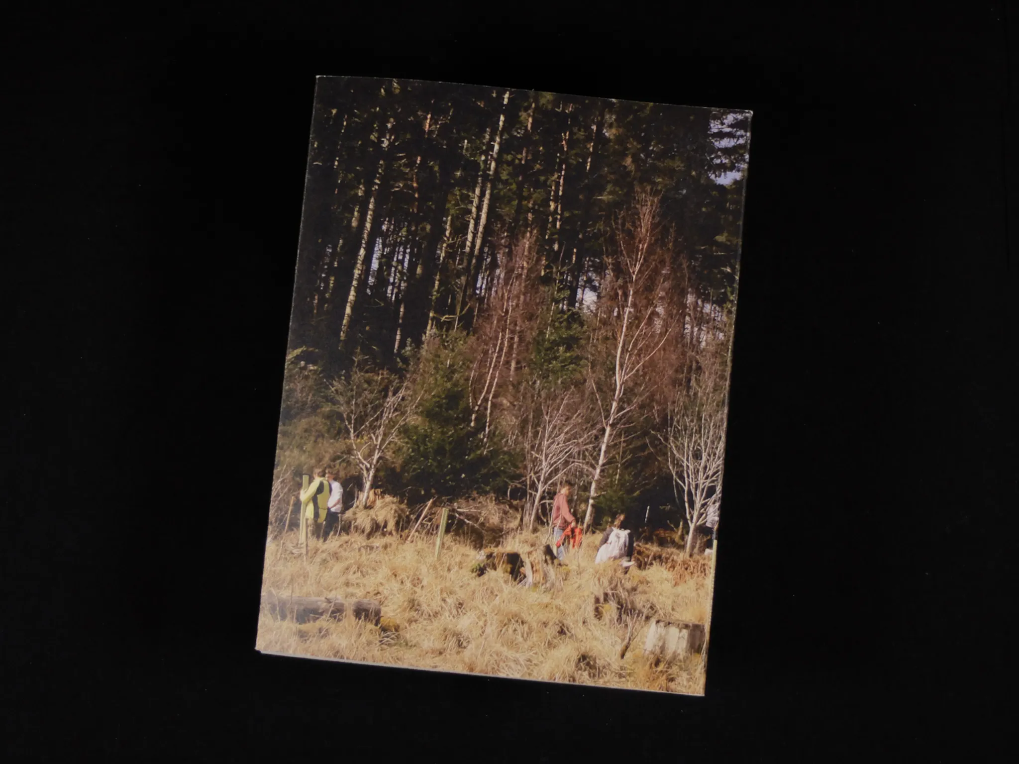 The back cover of a book, featuring tall trees and people standing amongst long brown grass