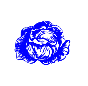 illustration of a cabbage