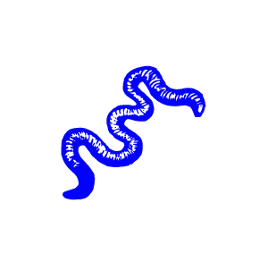 Illustration of an earth worm