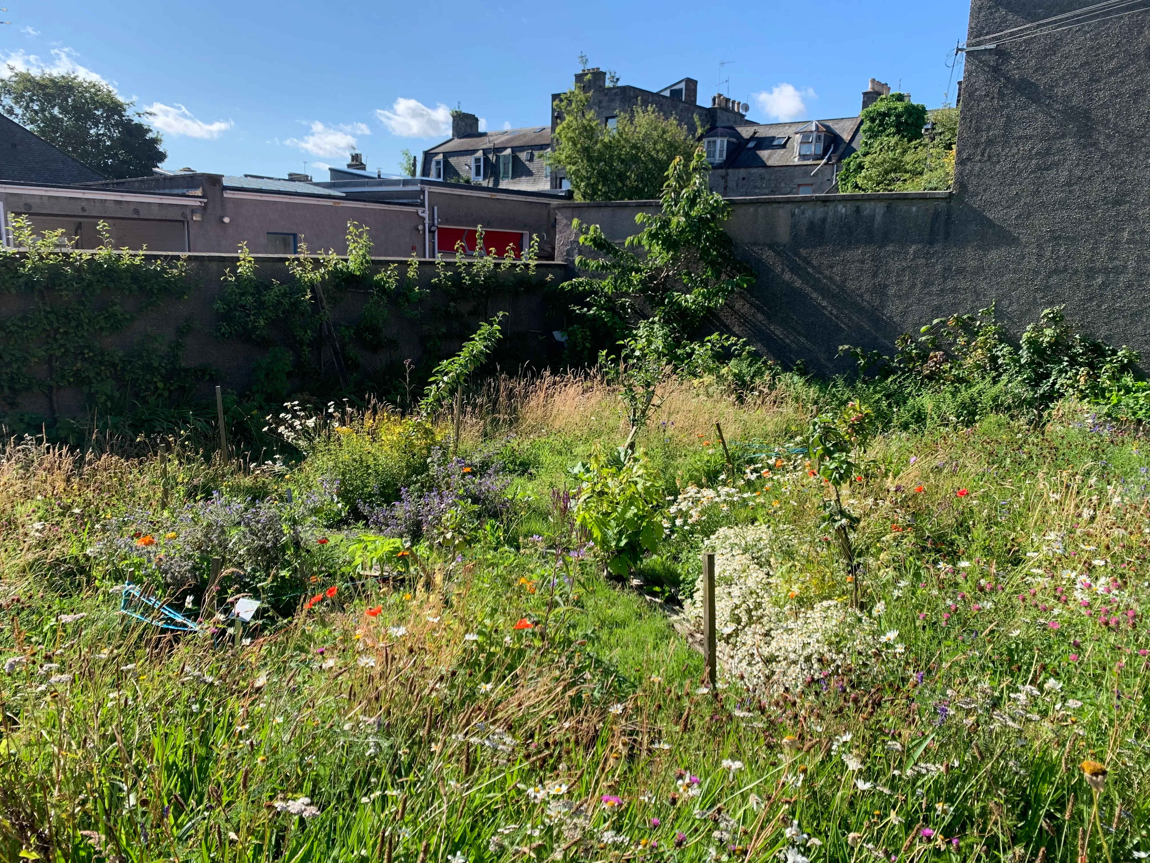 The orchard and wild meadow in Brander Community Garden