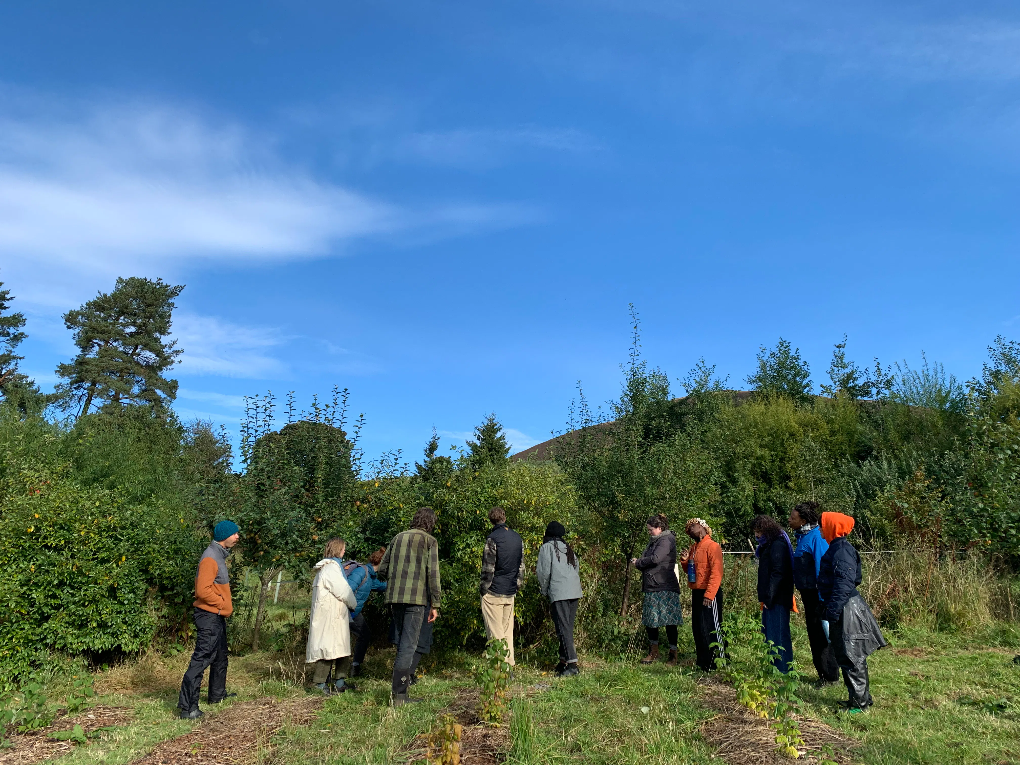 A group of people look closely at a green hedge below a bright blue sky.