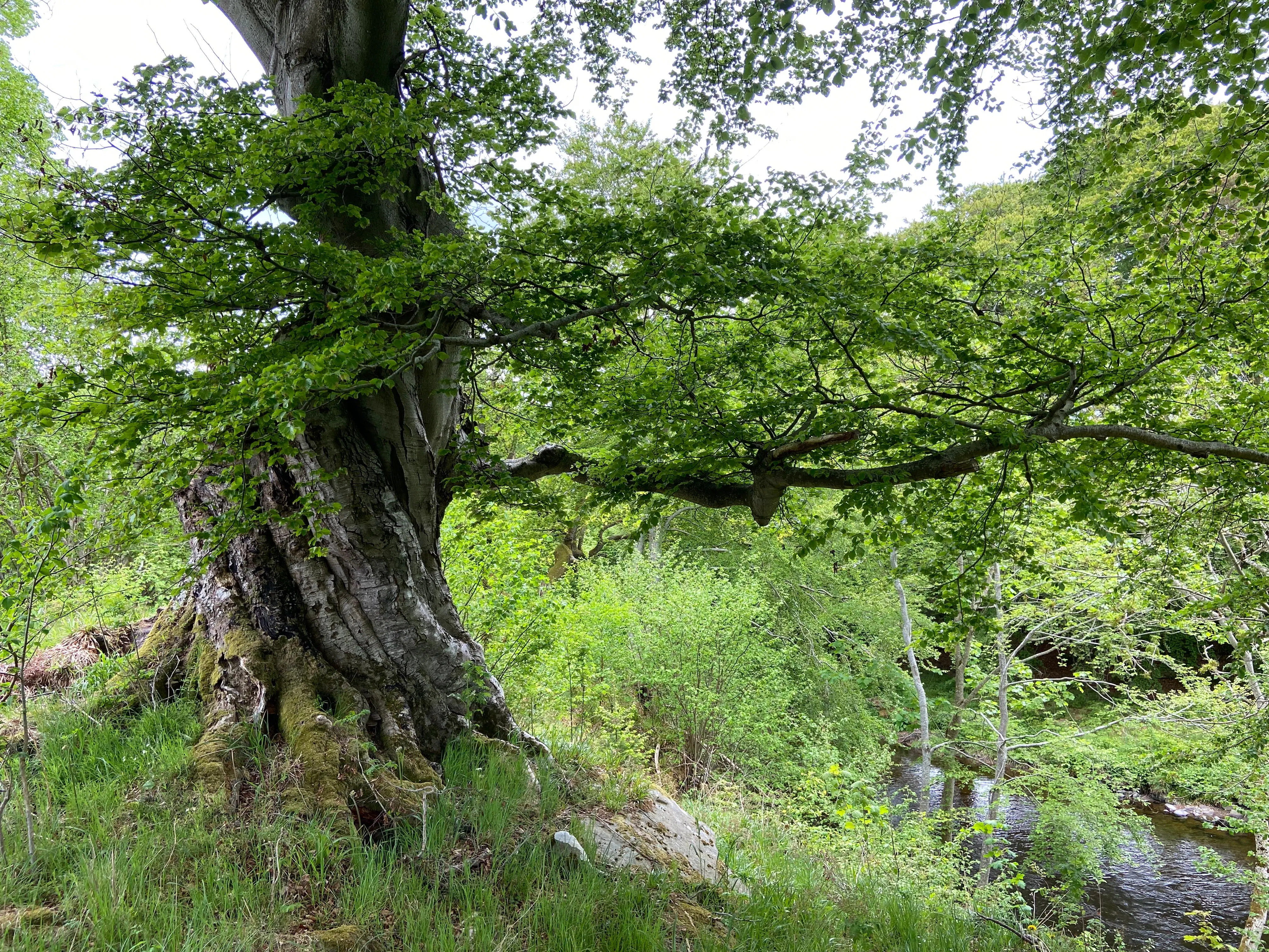 Walks around Huntly (2026). Image courtesy of the artist.