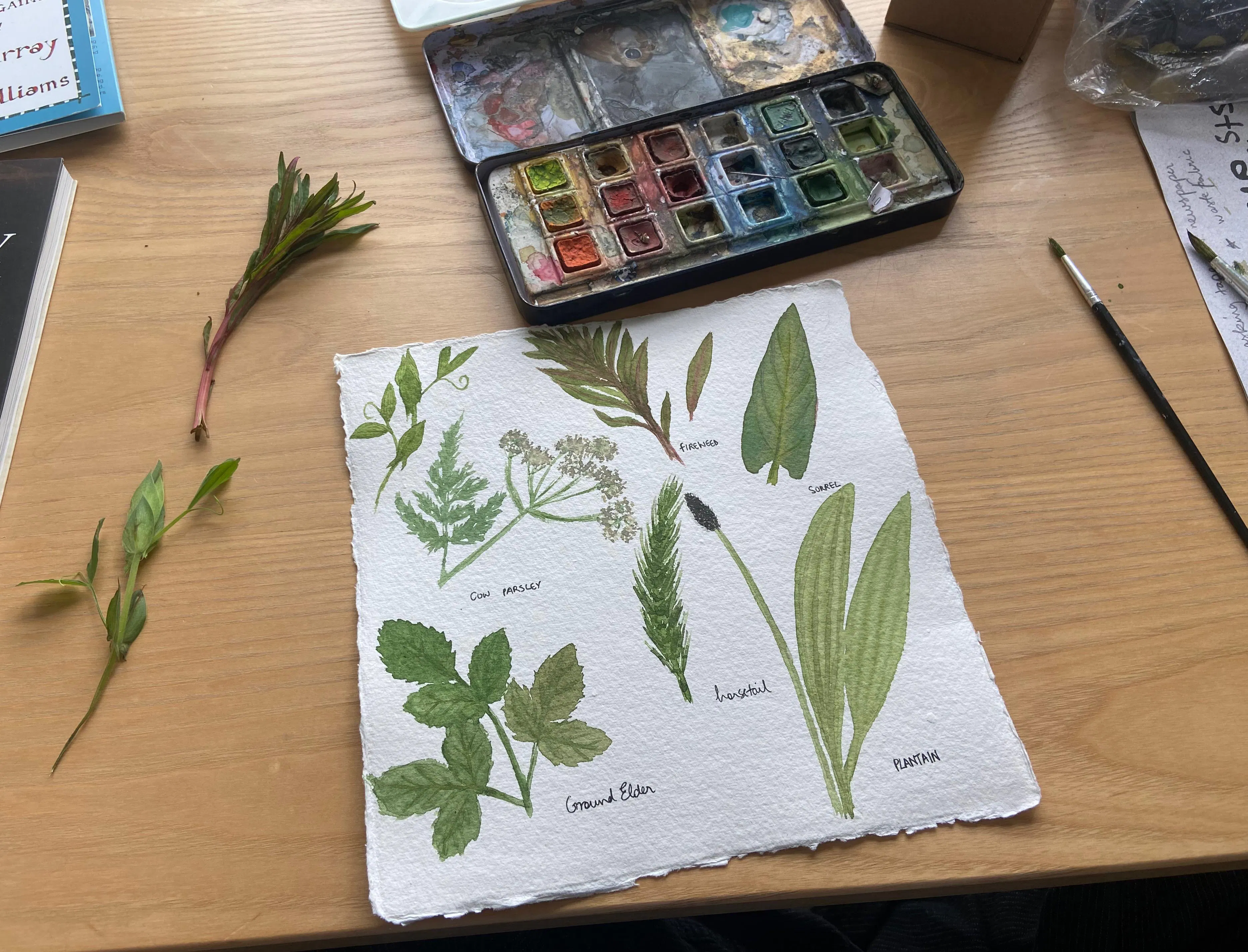 Rah Naqvi, plant drawings (2026). Image courtesy of the artist.