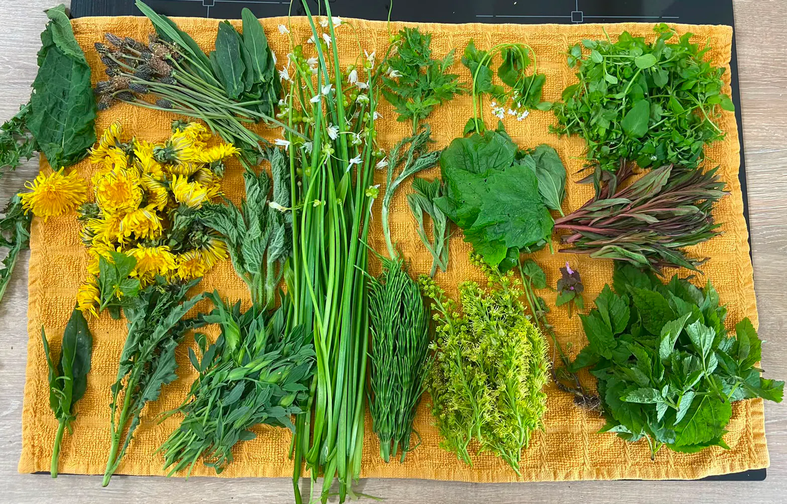 Late spring foraged plants: Three cornered leeks, maple flower, fireweed, dandelions, ground elder, chickweed, plantain and many more