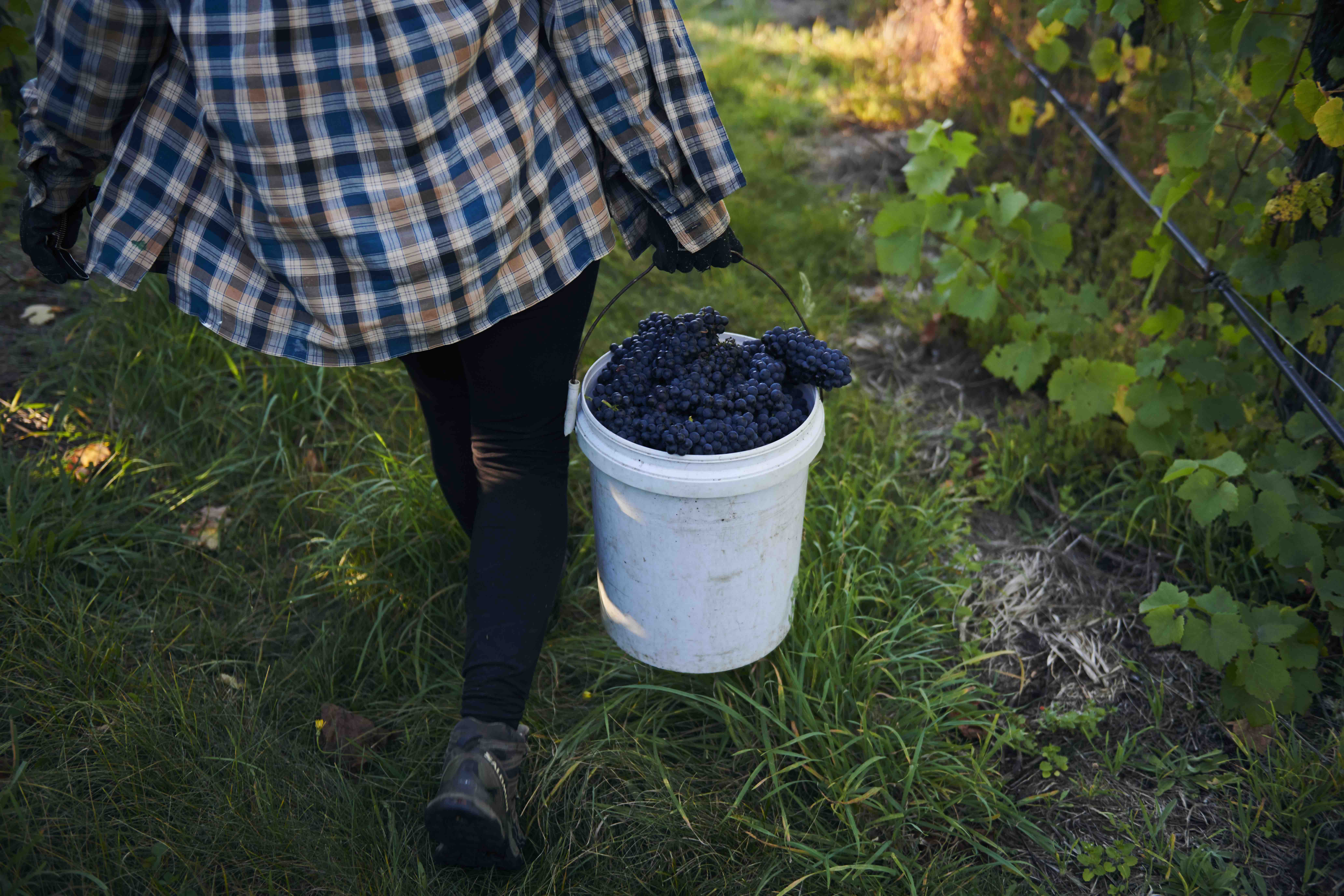Handpicking grapes at Devil's Corner vineyard