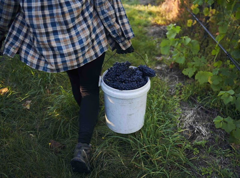 Handpicking grapes at Devil's Corner vineyard