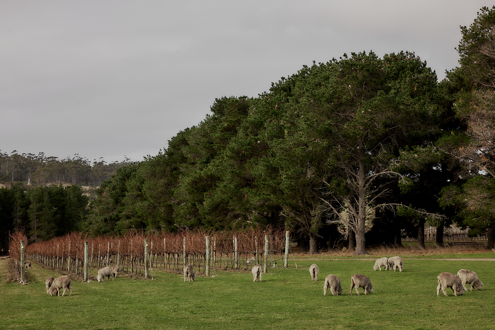 Sheep grazing at Devil's Corner