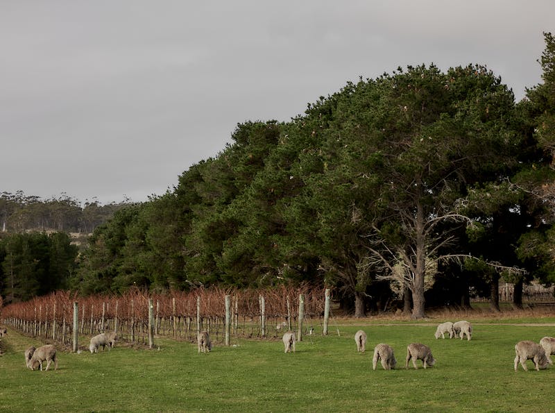 Sheep grazing at Devil's Corner