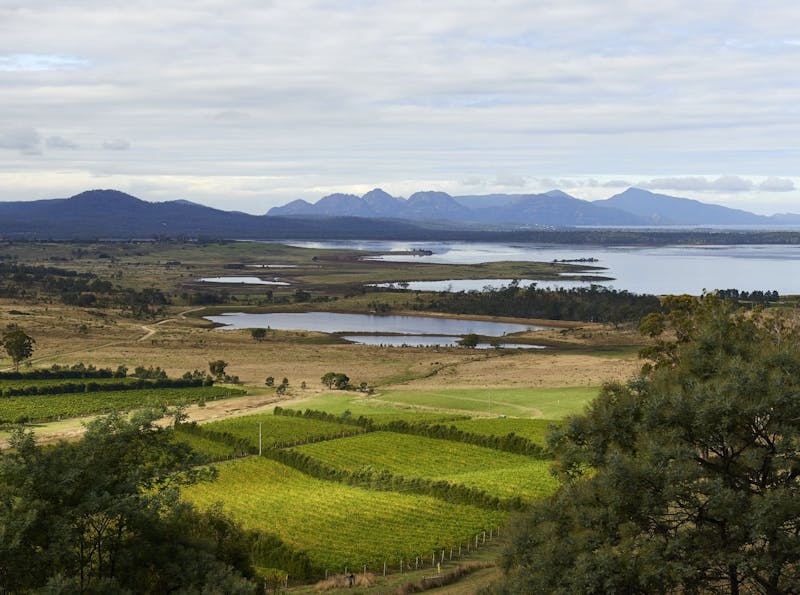 Devil's Corner vineyard