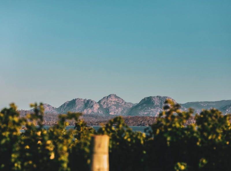 Hazards Mountain range behind Devil's Corner vines