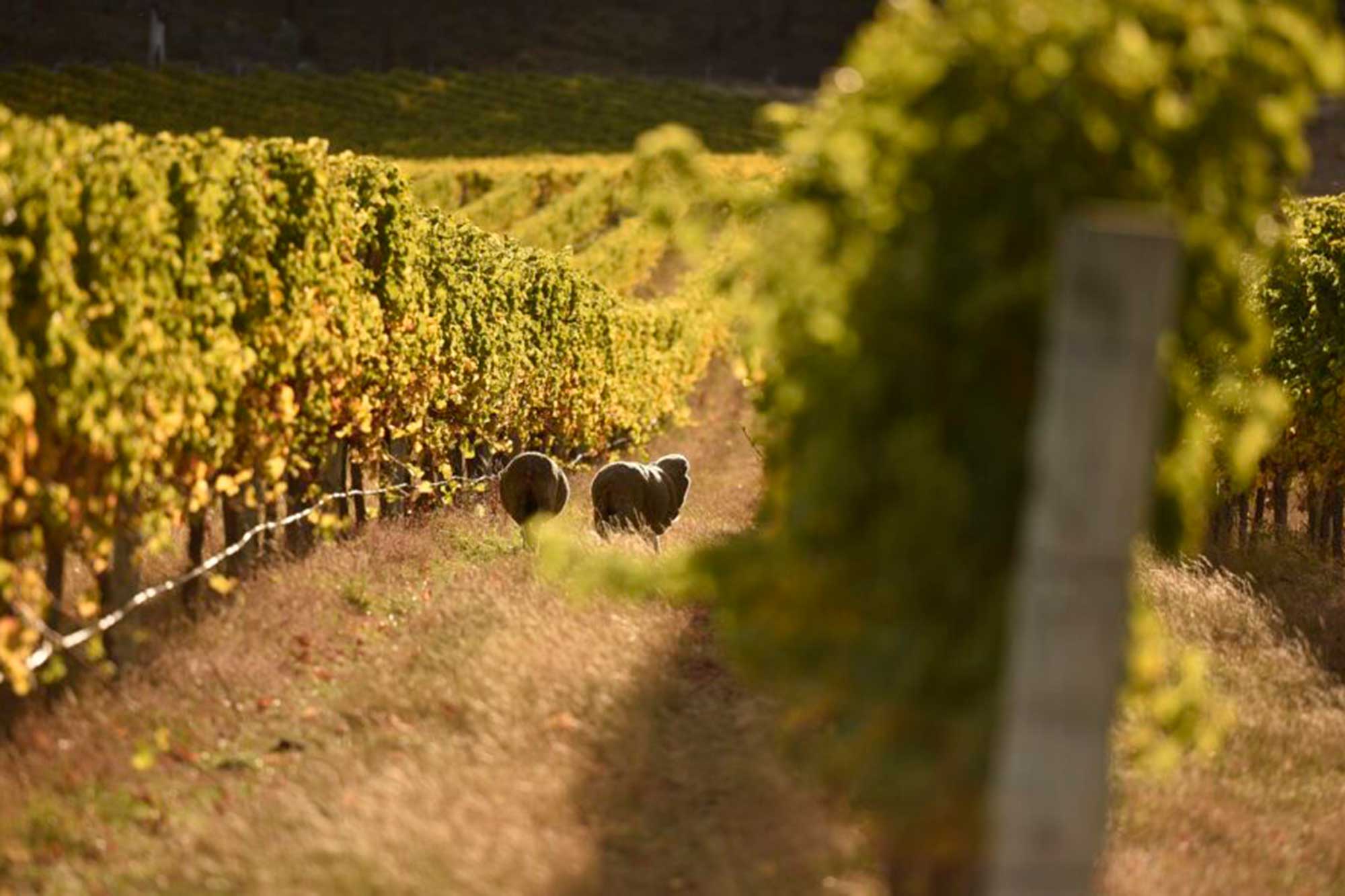 Sheep grazing among vines