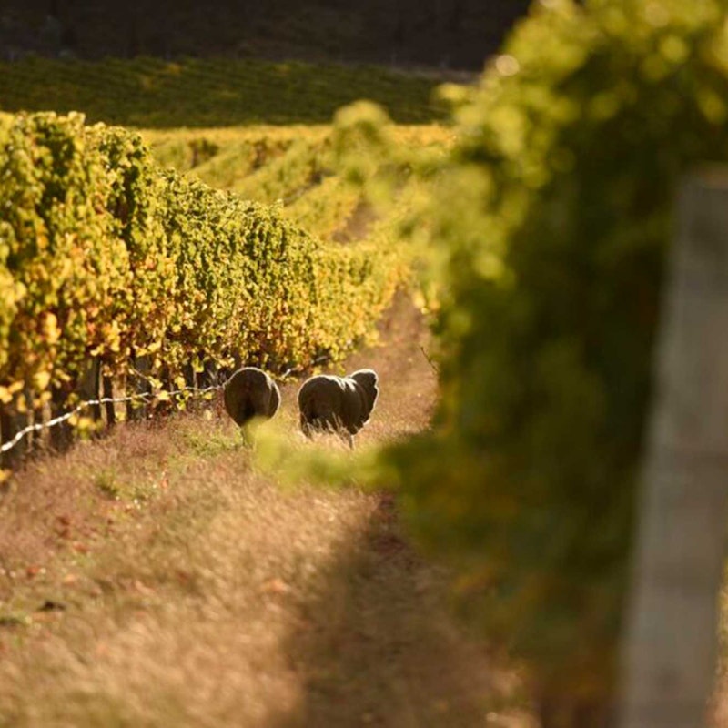 Sheep grazing among vines