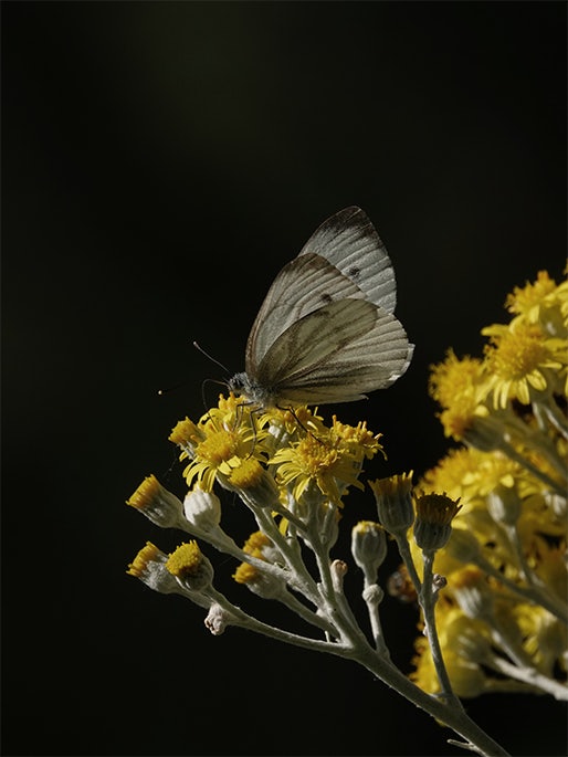 farfalla su fiore