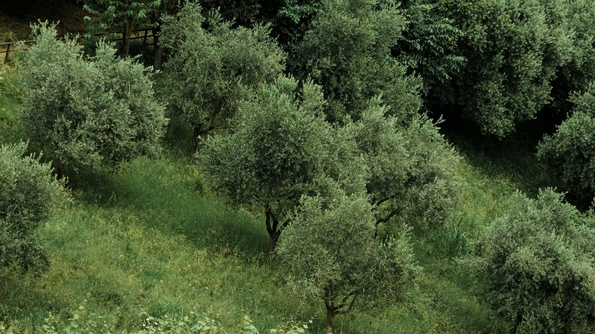 oliveto
