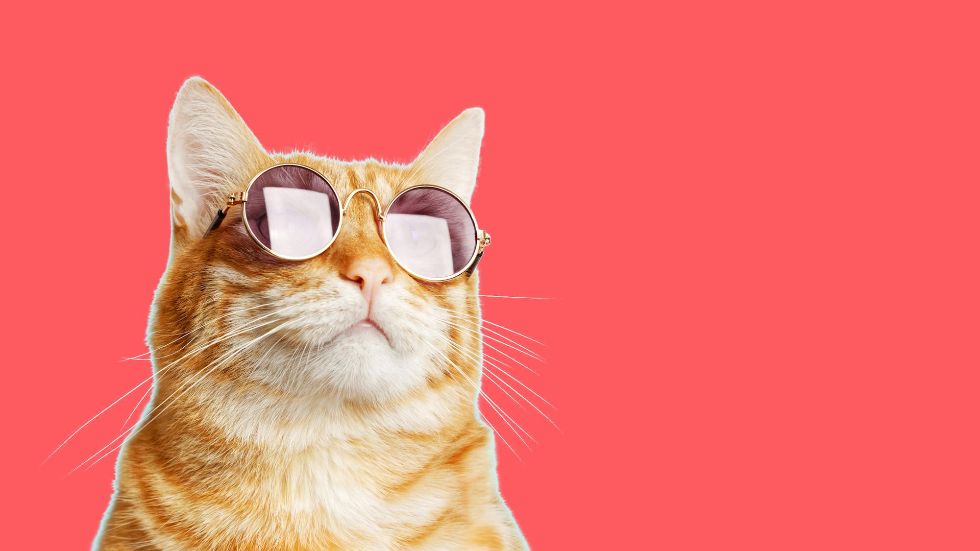 a brown cat with sunglasses