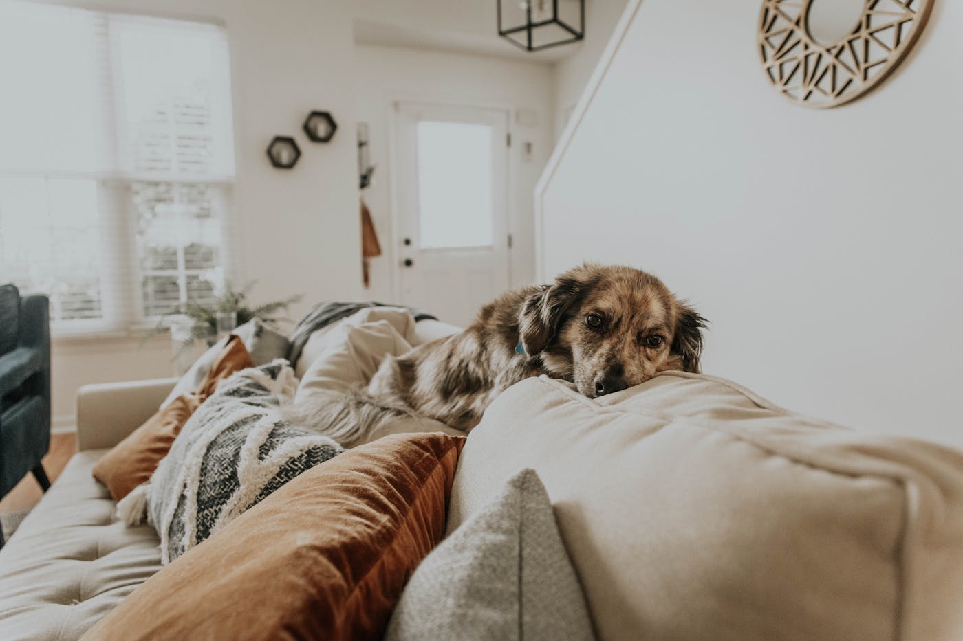 dog on the couch