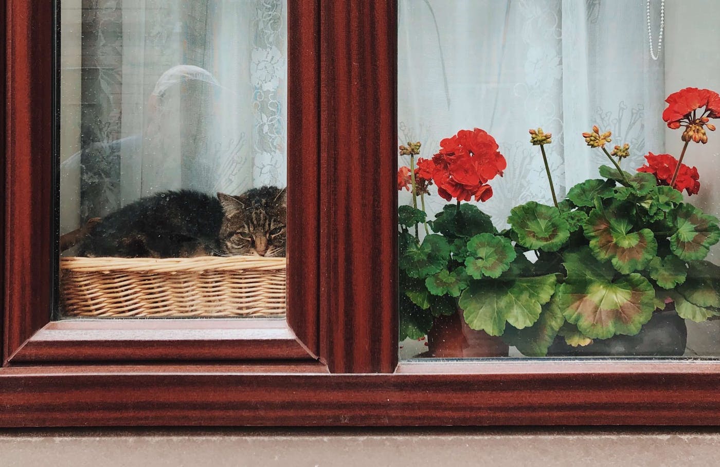 flowers near window