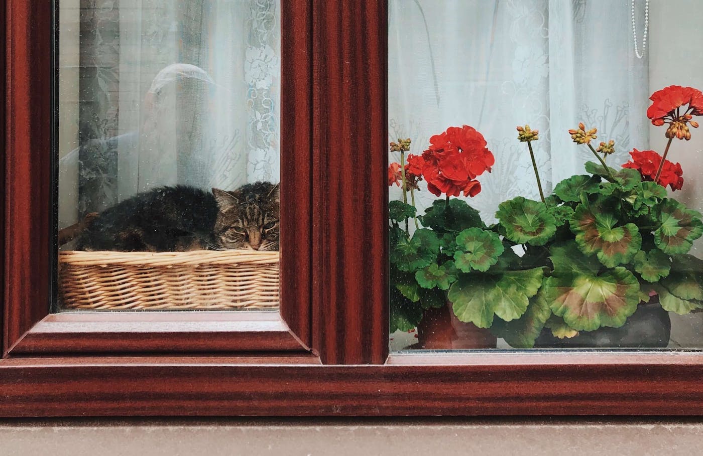 flowers near window 