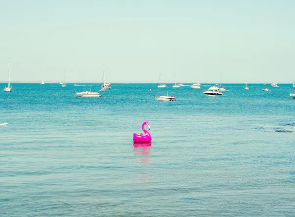 Foto eines Flamingos im Meer
