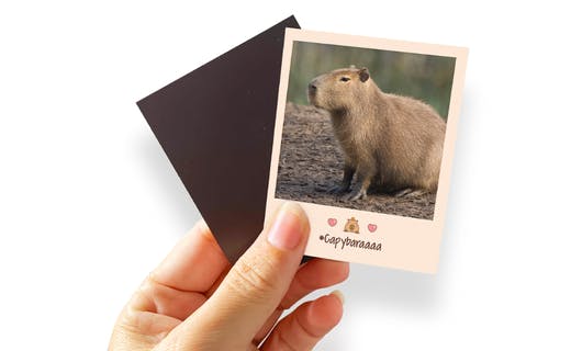 Coleção de Capivaras