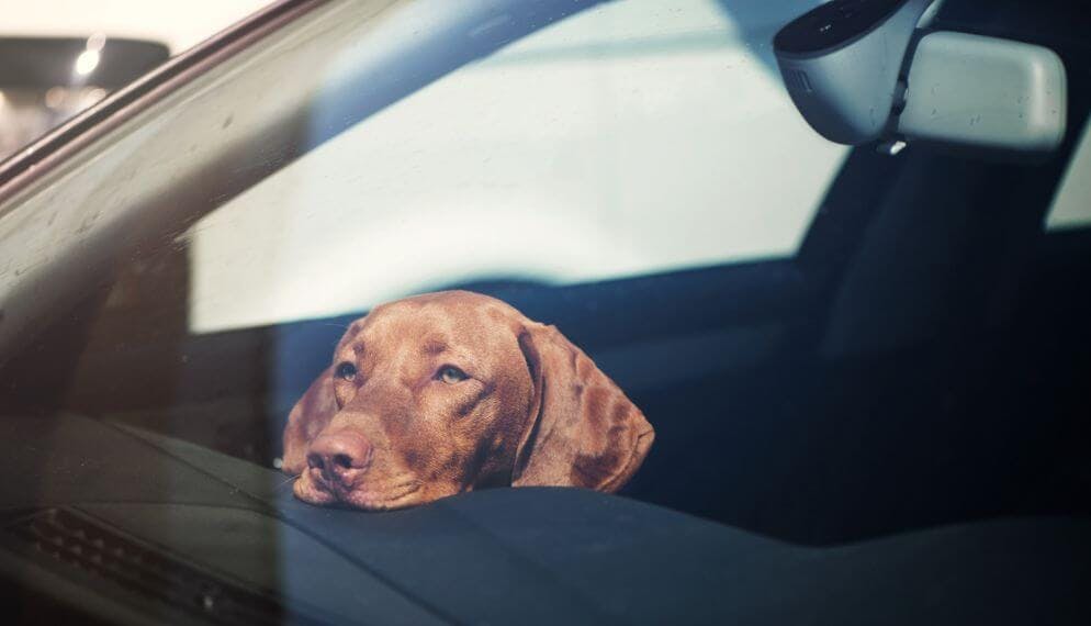 un chien paisiblement installé dans une voiture électrique