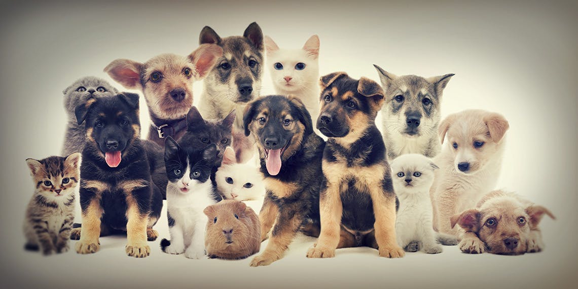 

Chaque année, au moment des vacances, vous vous posez la même question pour votre chien, votre chat, votre hamster ou votre poisson rouge: « et qui va le garder pendant mes vacances ? ».

Vous avez déjà demandé aux voisins, à votre belle-sœur et à votre collègue Mathieu ?

Quelques astuces pour faire garder votre animal de compagnie différemment cet été (et aussi pendant les vacances scolaires, 