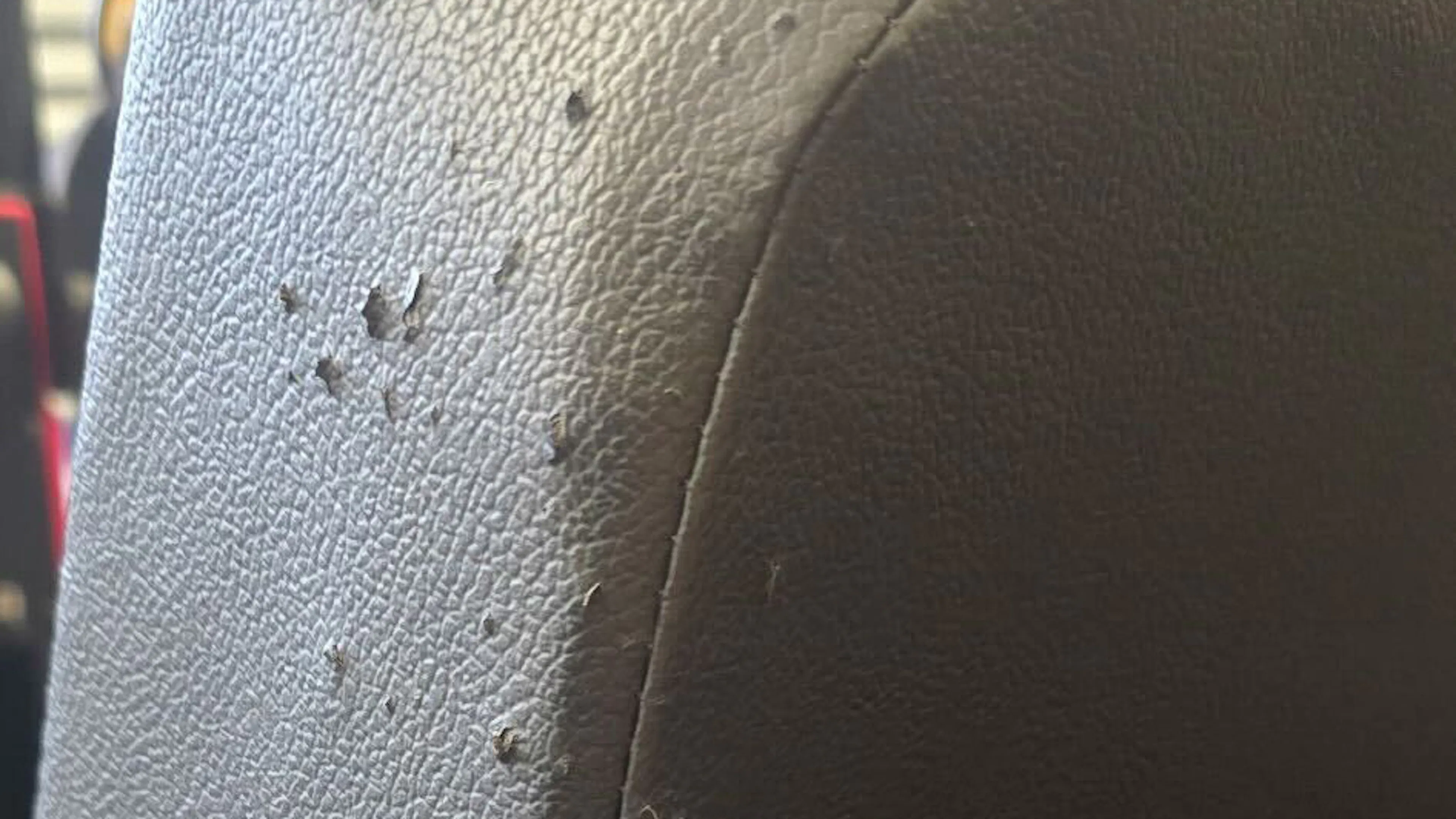 2022 Mahindra Roxor passenger seat damage 2